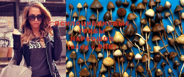 PSILOCYBIN Майский